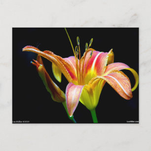 Lovely Tawny Daylily II Apparel and Gifts Postcard