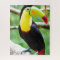 Lovely Toucan