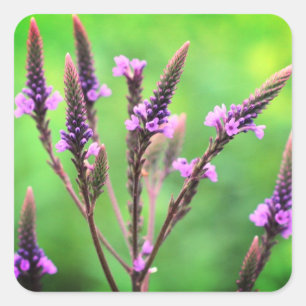 Lovely Vervain Wildflower Floral Square Sticker