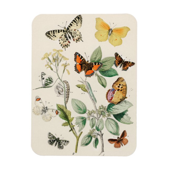 Lovely vintage illustration of butterflies magnet (Vertical)