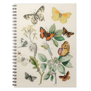 Lovely vintage illustration of butterflies notebook