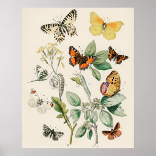Lovely vintage illustration of butterflies poster