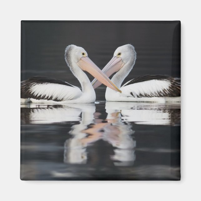Lovely Water Pelican Reflections Magnet (Front)