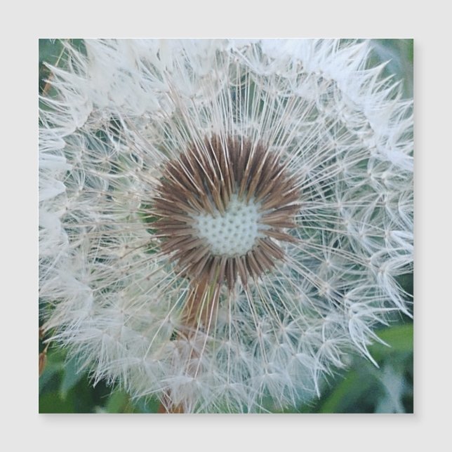 Lovely White Dandelio (Front)