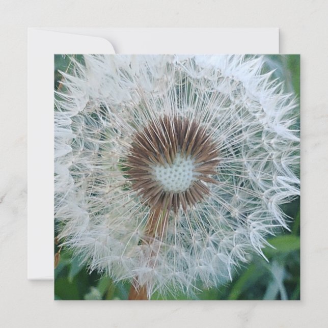 Lovely White Dandelion (Front)