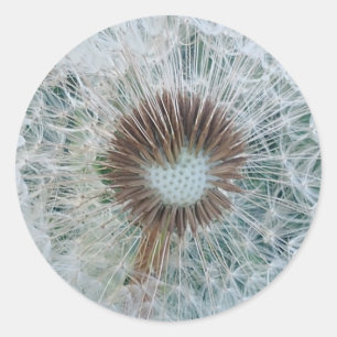 Lovely White Dandelion Classic Round Sticker