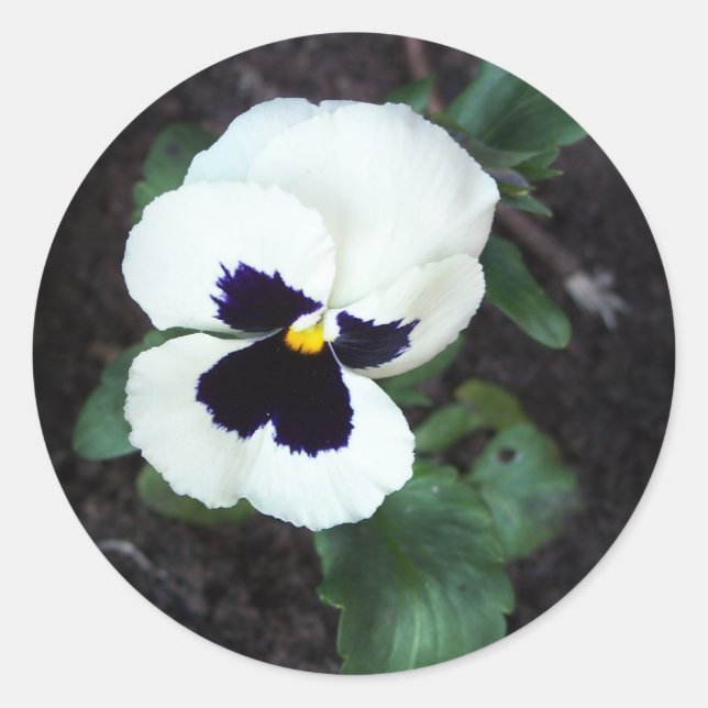 Lovely White Pansy Classic Round Sticker (Front)