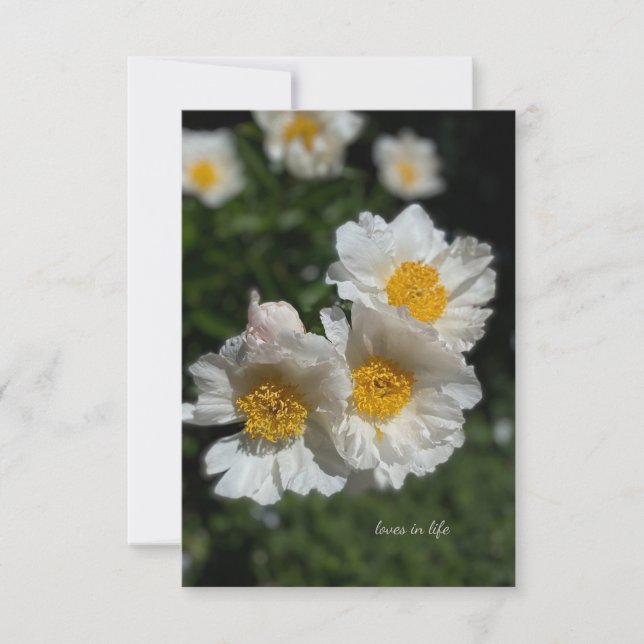 Lovely White Peonies Card (Front)