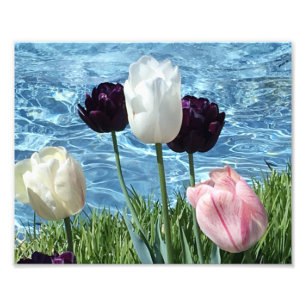 Lovely White, Pink and Purple Flowers Photo Print