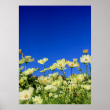 Lovely Yellow Cosmos Clear Blue Sky Flower Field