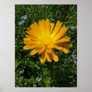 lovely yellow flower,daisy poster