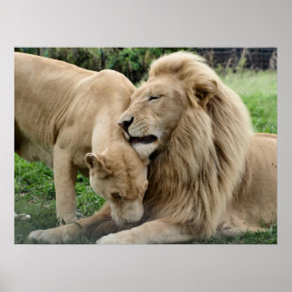 Lover Lions in South Africa Poster