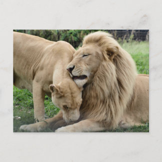 Lover Lions Postcard