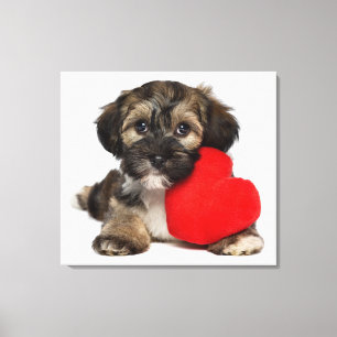 Lover Valentine Havanese Puppy Dog Canvas Print