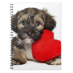 Lover Valentine Havanese Puppy Dog Notebook