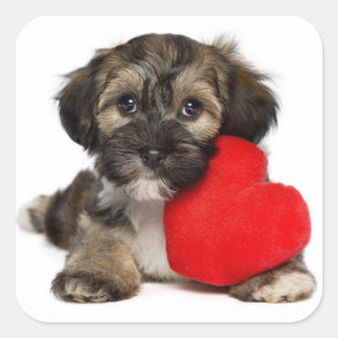 Lover Valentine Havanese Puppy Dog Square Sticker