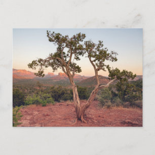 Lovers Knoll Sunset in Sedona Holiday Postcard