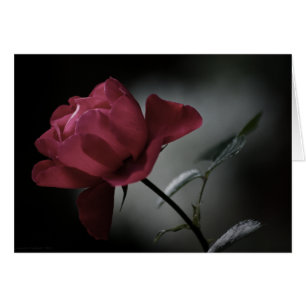 Love's Beauty Card