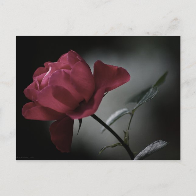 Love's Beauty Postcard (Front)