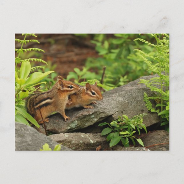 Loving Baby Chipmunk Siblings Postcard (Front)