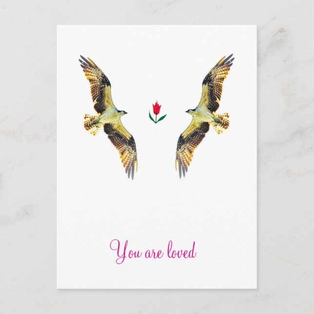 Loving birds. Ospreys  Postcard (Front)