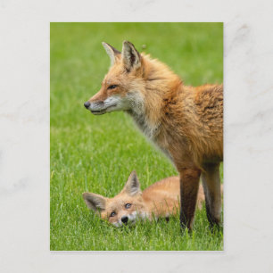 Loving Eyes Foxes Postcard