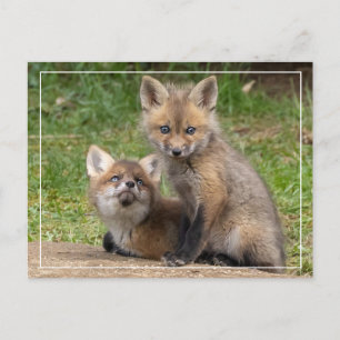 Loving Eyes Postcard