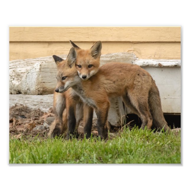 Loving Fox Kits Photo Print (Front)