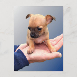 Loving Hands Postcard