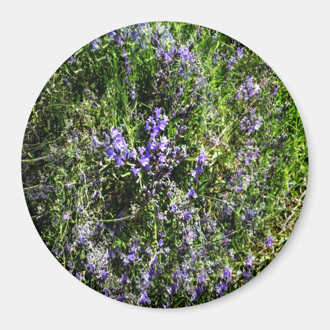 Loving Lavender..... Magnet (Front)