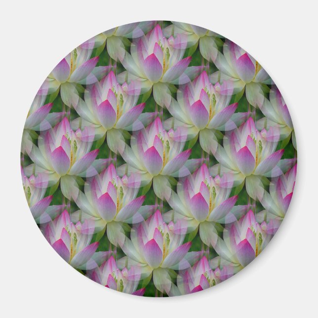 Loving Lotuses... Magnet (Front)