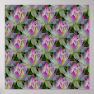 Loving Lotuses... Poster