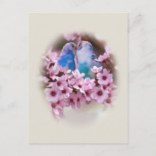 Loving Parakeets Postcard