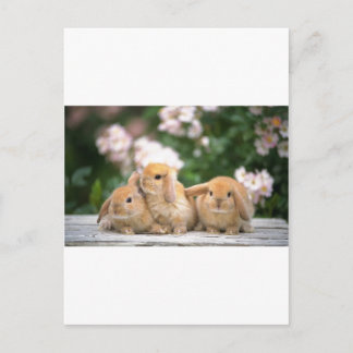 loving rabbits postcard