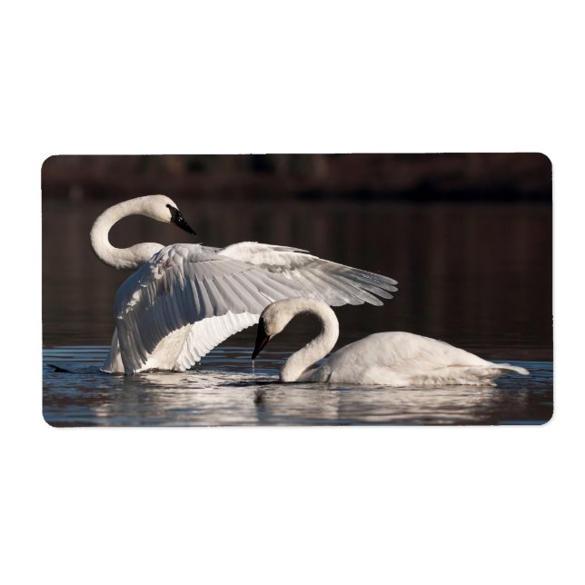 Loving Swans (Front)