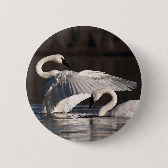 Loving Swans 6 Cm Round Badge (Front)