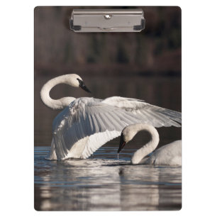 Loving Swans Clipboard
