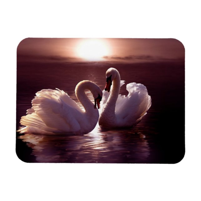 Loving Swans Forming a Heart Magnet (Horizontal)