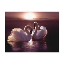 Loving Swans Forming a Heart