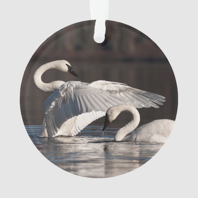 Loving Swans Ornament (Back)