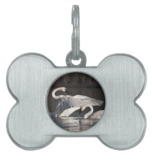 Loving Swans Pet ID Tag