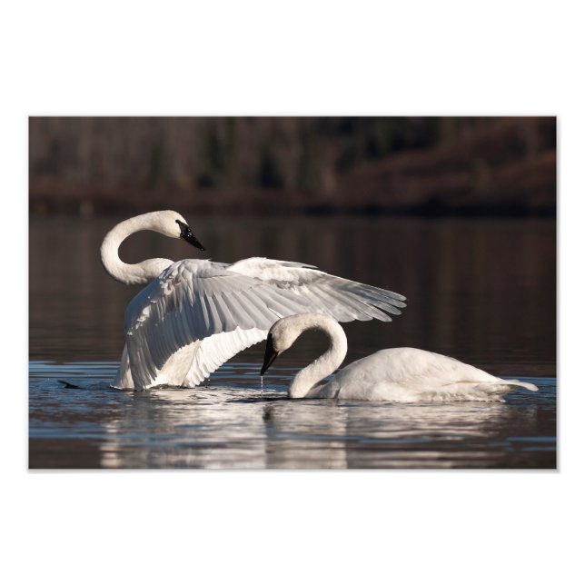 Loving Swans Photo Print (Front)