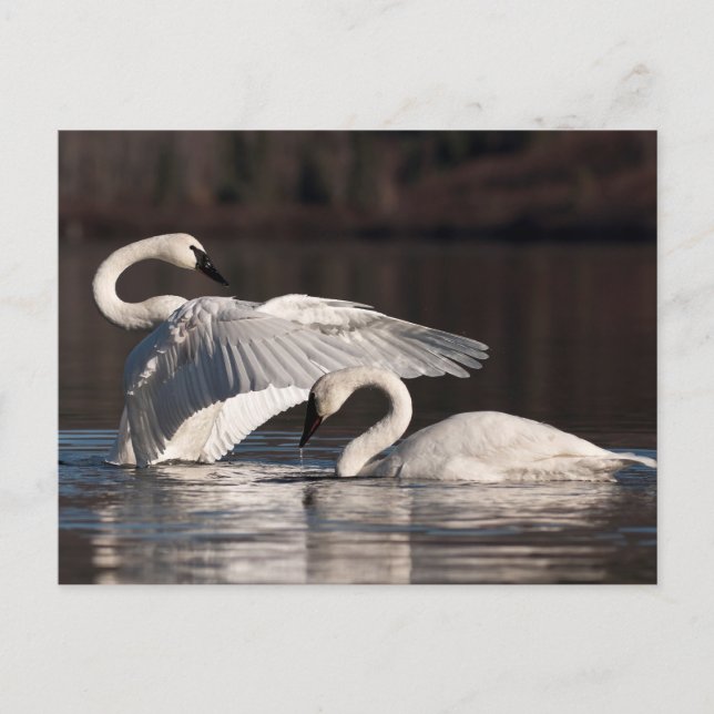 Loving Swans Postcard (Front)