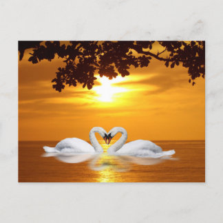 Loving swans postcard