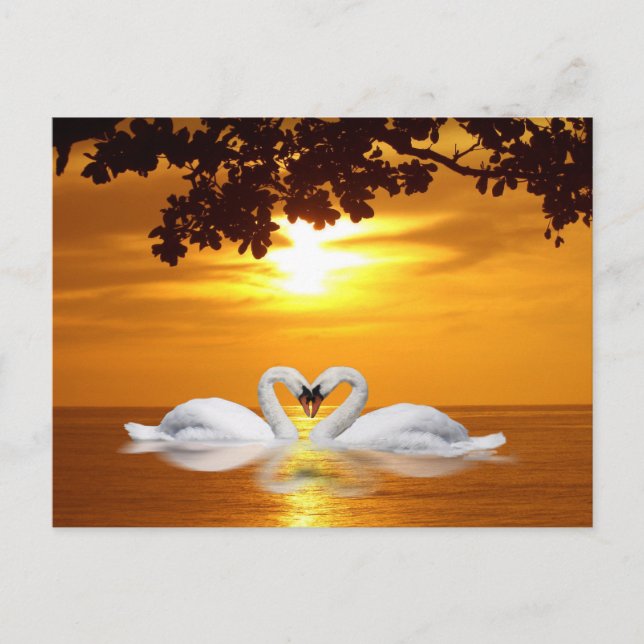 Loving swans postcard (Front)