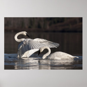 Loving Swans Poster