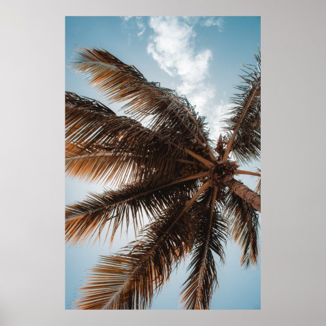 LOW-ANGLE PHOTO OF COCONUT TREE POSTER (Front)