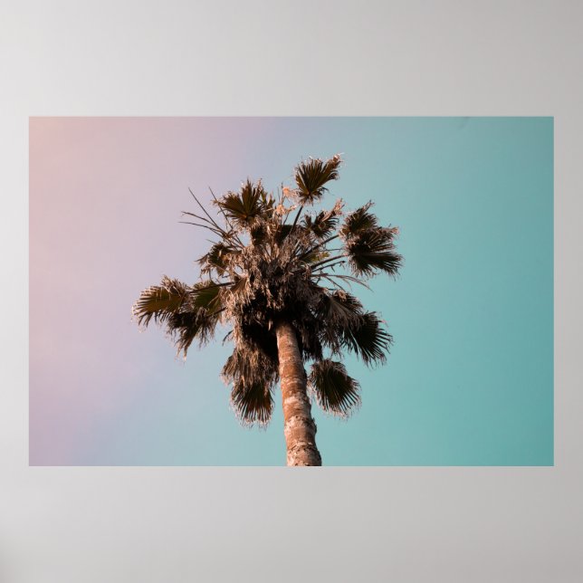 Low-angle photography of palm plant poster (Front)