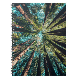 Low angle photography of trees at daytime notebook