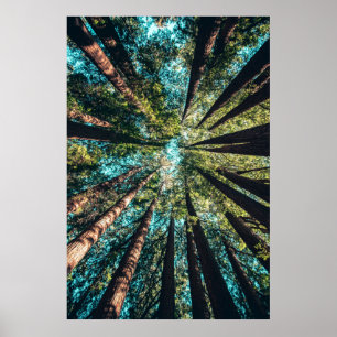 Low angle photography of trees at daytime poster